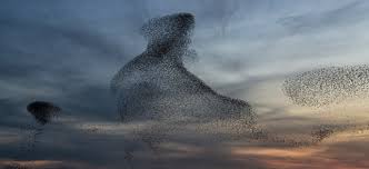 murmuration